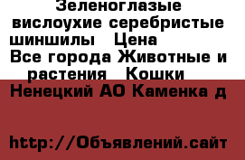 Зеленоглазые вислоухие серебристые шиншилы › Цена ­ 20 000 - Все города Животные и растения » Кошки   . Ненецкий АО,Каменка д.